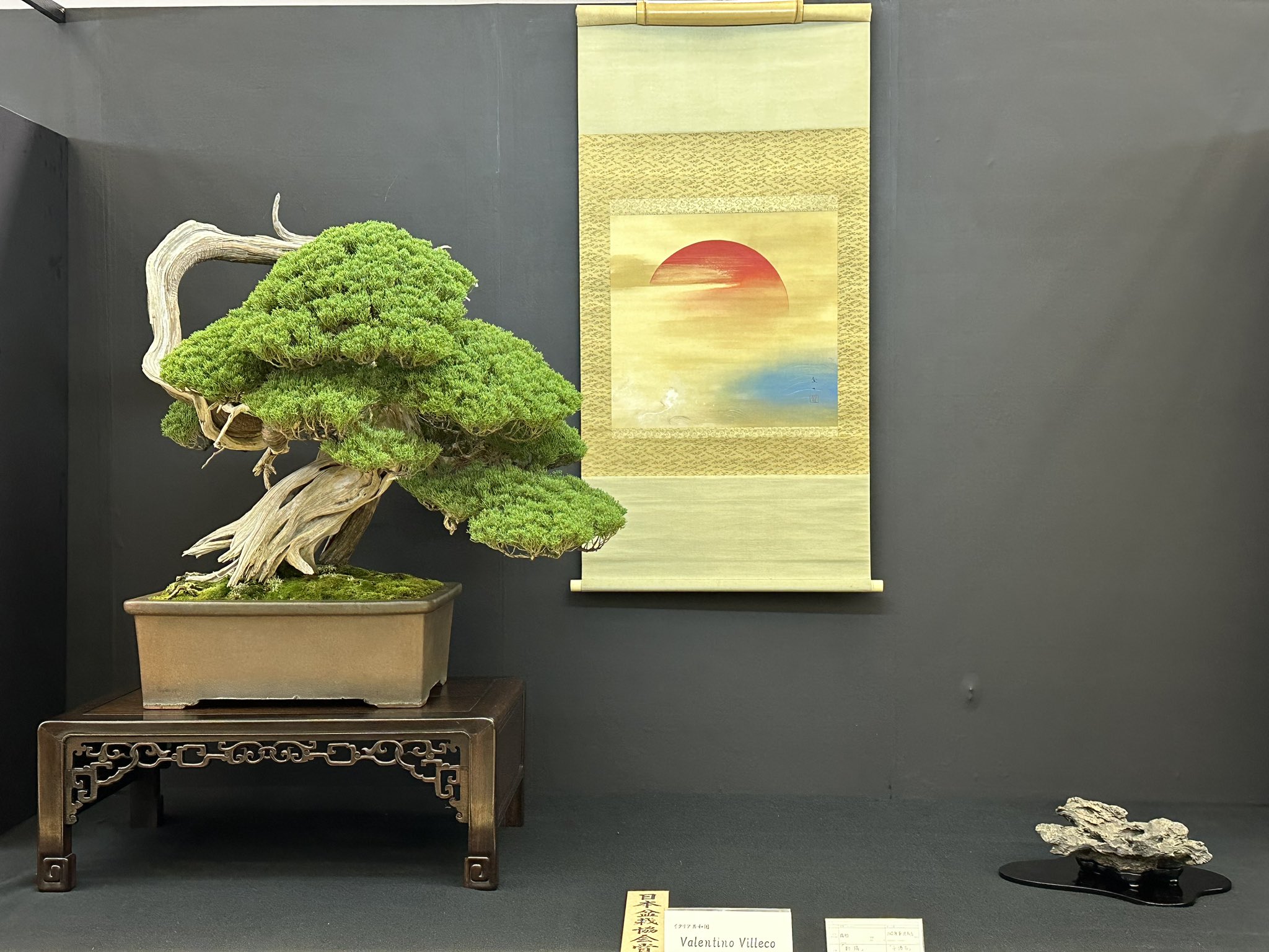 楽天市場】盆栽 特選：皐月(晃山)*現品 サツキ さつき Satsuki