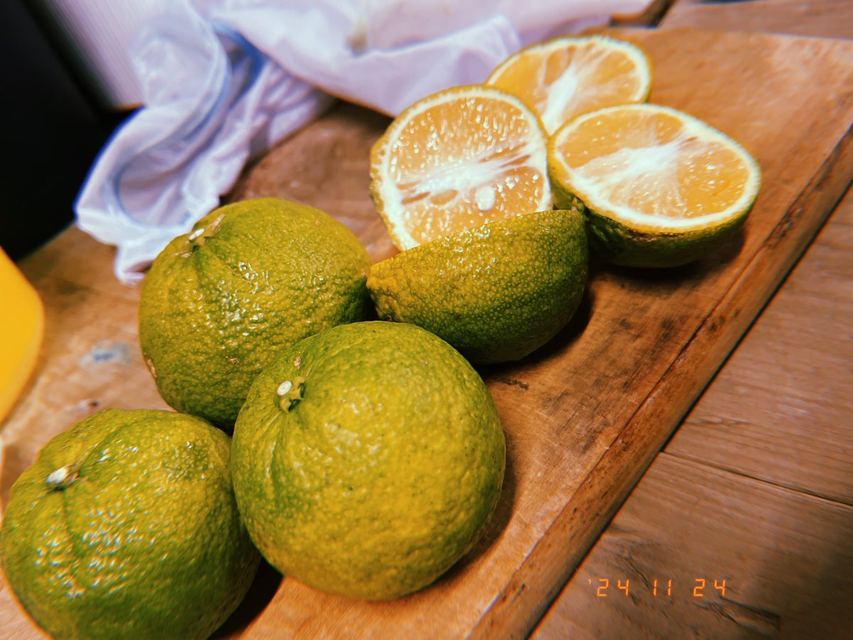 nigishiyu_sento's tweet photo. #今日の目線 #DAY46 #じゃばら湯♨️
たくさんのじゃばら果実をお風呂に!
香り…するよねー?
#銭湯 #仁岸湯 #新小岩 #サウナ #薬湯 #炭酸風呂 #駐車場 #edomono #sento #japanesebath https://t.co/aubIdQDcMS