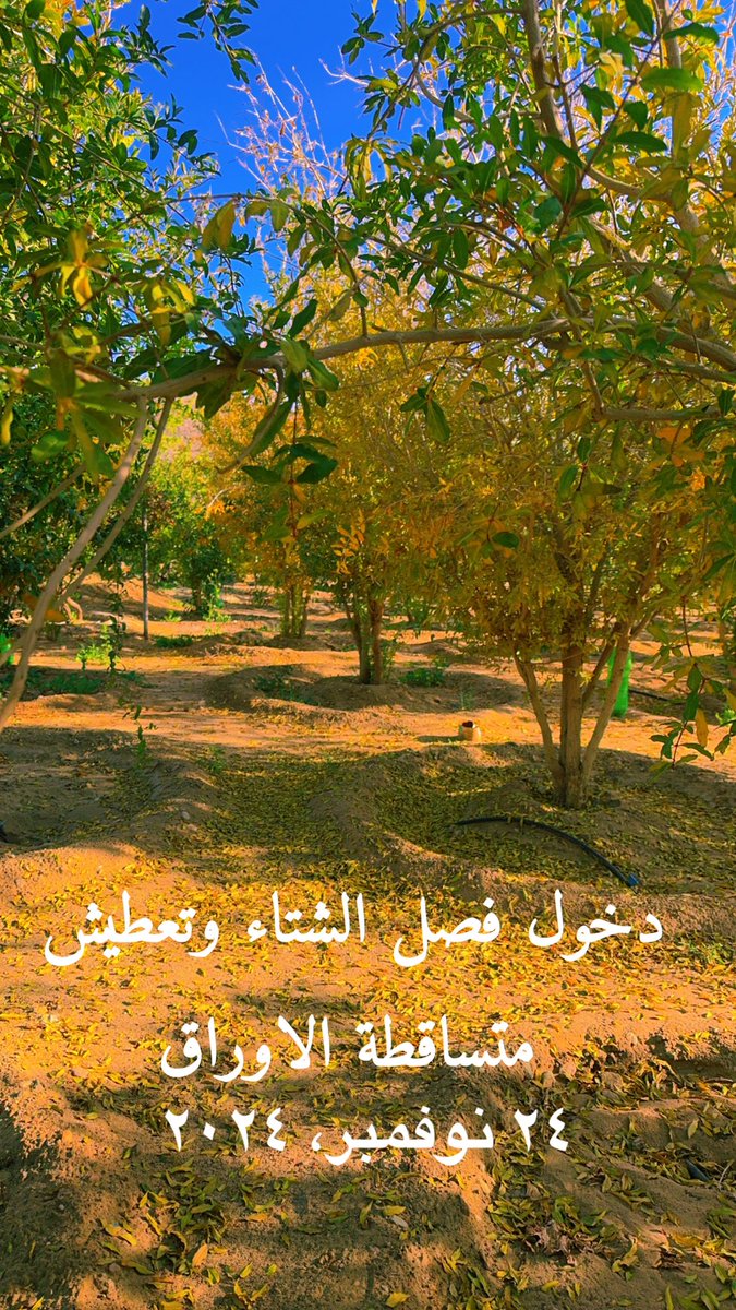 محمد tweet media