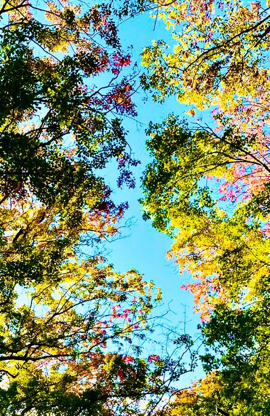 rachan68's tweet photo. 公園散歩。紅葉🍁椿の花が満開 https://t.co/Gy1EAJhbNT