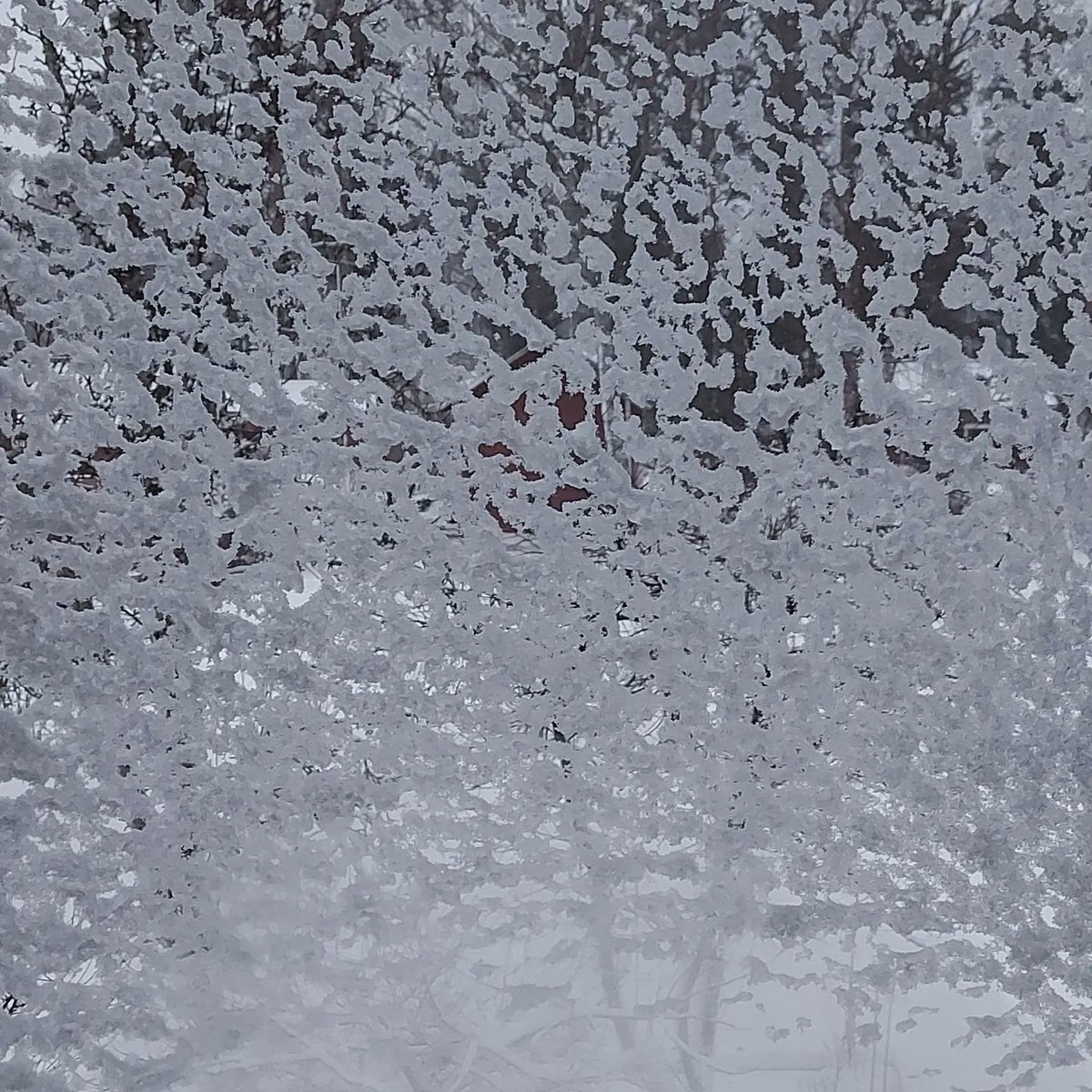 marja_kaski's tweet photo. Oikein mukavaa pyhäpäivää! Joskus näkymä ikkunasta ulos voi olla tällainen. https://t.co/iu9kGUehf4