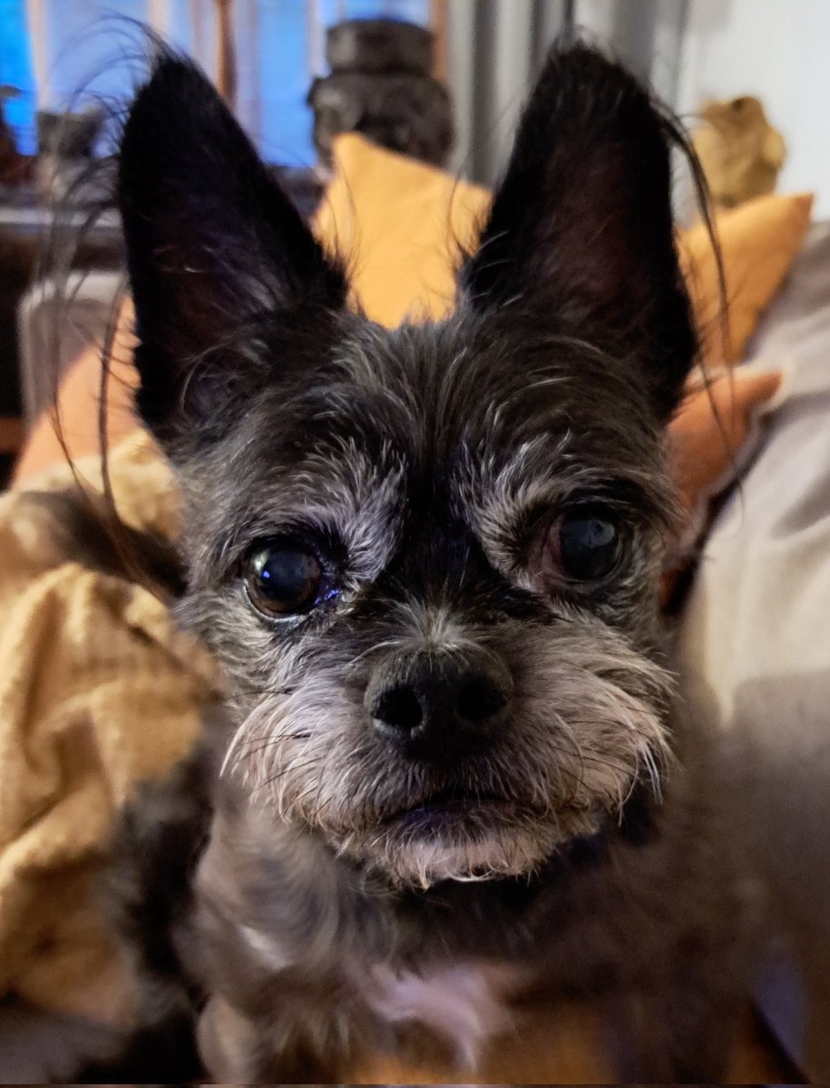 Huomenta rakkaat kamut!  Tämä meteorodogi jättää illalla äXän kokonaan. Olemme muorin kanssa miettineet, että dingdong elonmuski ei sovi mun kaveriks. Mä saan huonoja vaikutteita. Elonilla on huono kaverimaku. Eikä tykätä pullistelijoista.
Hellurei, menkää ulos❣️
Terkuin Urpo 😍