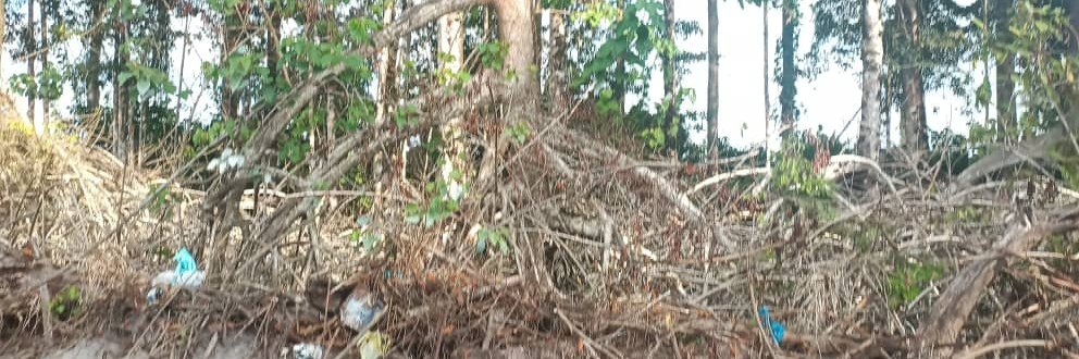 Mangrove forests capture massive amounts of carbon dioxide emissions and other greenhouse gases.