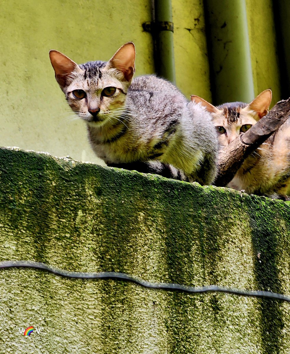 _paavendhan_'s tweet image. #Caturday #cattwitter