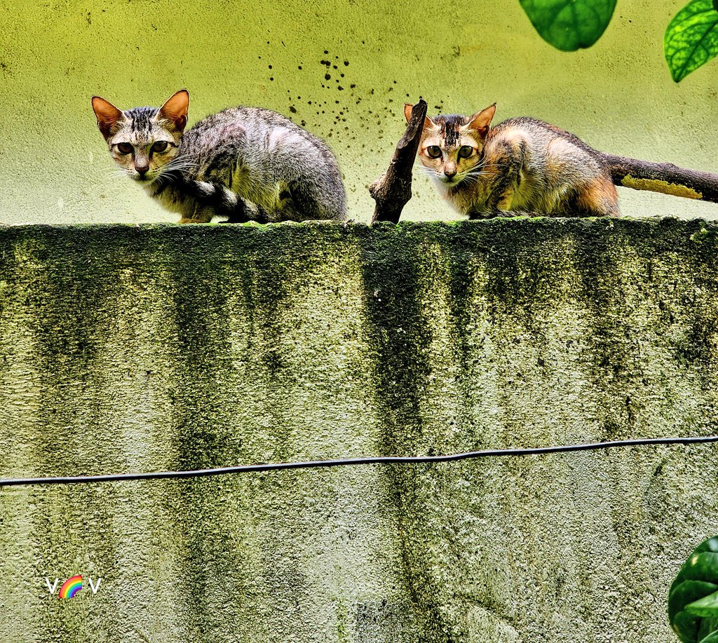 _paavendhan_'s tweet image. #Caturday #cattwitter