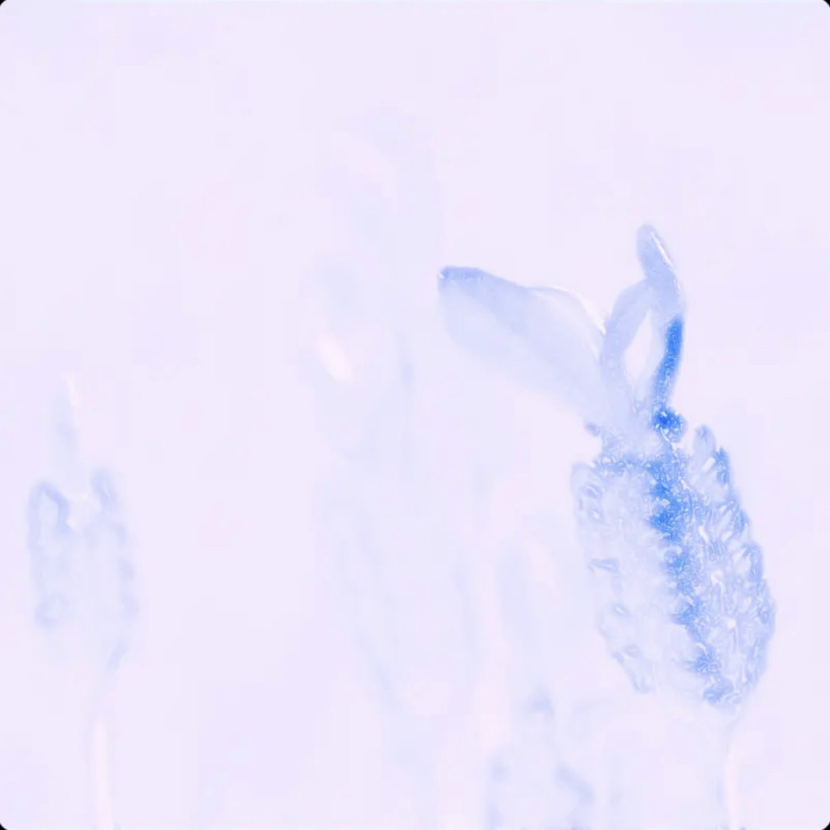 [Recording Works]
- numasuguri - (<a href="/numasuguriband/">numasuguri</a>)

digital single
 [ 夢みる埋葬 ] 

Recording Studio : Studio Life
Recording &amp; Mixing : Tomoro Shimada(<a href="/ba_tm_nd/">Shimada Tomoro / 島田 智朗</a>)