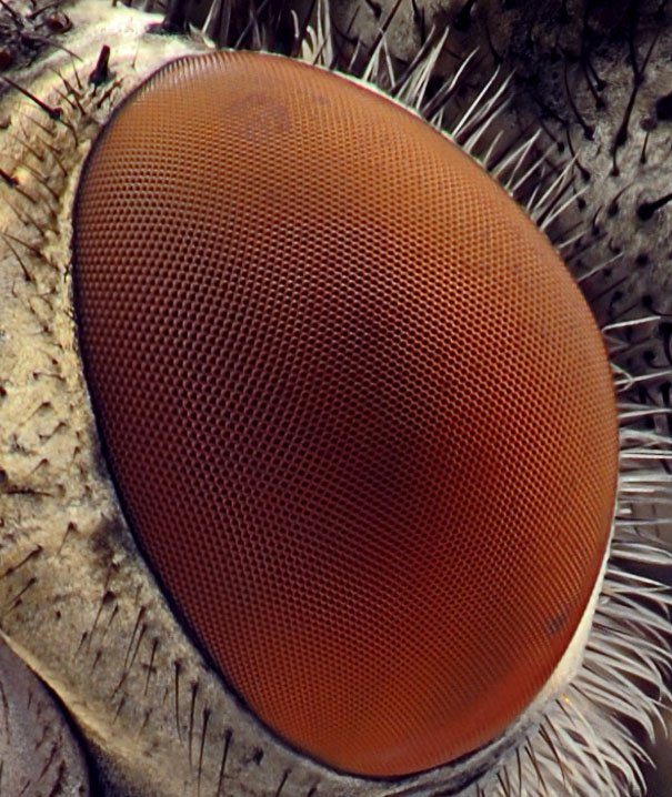 Life under a microscope. A Thread🧵

1. Fly Eye