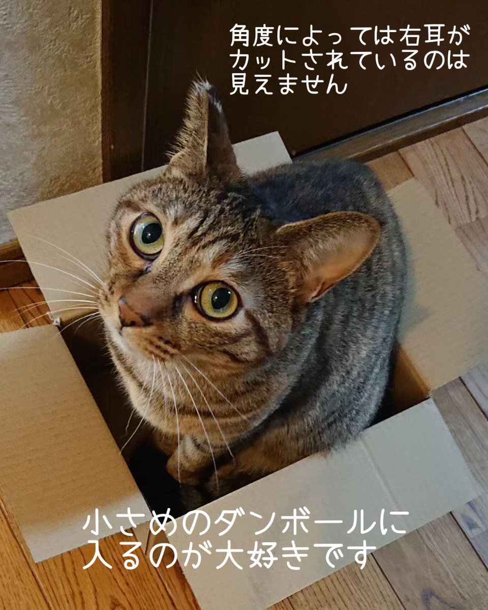 squirrelemi's tweet photo. 猫を探しています。麦わら猫または、茶系のキジトラ。花ちゃん3歳。右耳がまっすぐカットされ尻尾は長くしましま模様です。4月11日横浜市金沢区富岡の自宅から外に出てしまい行方不明です。ずっと探しています。
#猫を探しています 
#迷子猫 
#拡散希望 
#リポストお願いします 
#横浜市金沢区 https://t.co/bTMzI3CLhw