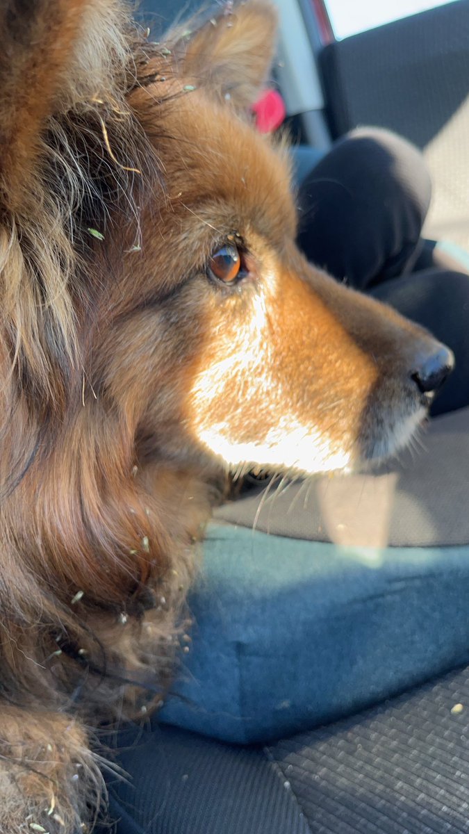 tmom202048's tweet photo. 成田の吉岡付近のミニストップあたりで茶色の中型犬保護しました🐕
すっごく人懐っこくて、赤の首輪に鎖が付いてます。道端にいて、走ってるトレーラートラックに轢かれかねなく、保護しました。飼い主さんいるといいです… https://t.co/o1rgz67fgE