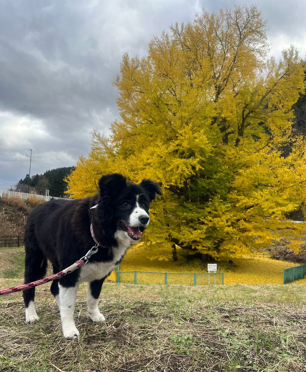 VeY9i2's tweet photo. イチョウの木をハシゴして
きました🐾
途中ですれ違った🐶ちゃんと
仲良くご挨拶🐕‍🦺🐕💕
楽しい一日だったワン https://t.co/X3asCVgMMn