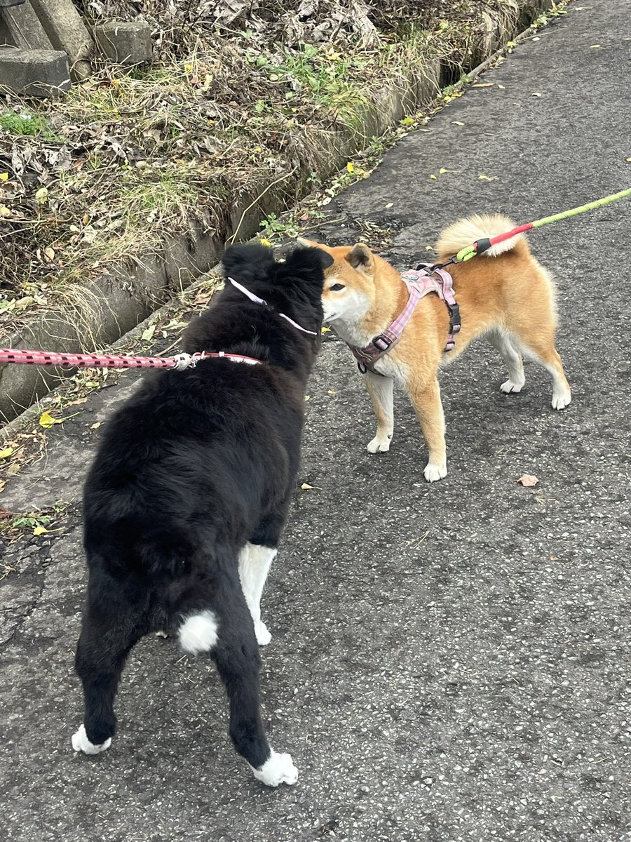 VeY9i2's tweet photo. イチョウの木をハシゴして
きました🐾
途中ですれ違った🐶ちゃんと
仲良くご挨拶🐕‍🦺🐕💕
楽しい一日だったワン https://t.co/X3asCVgMMn