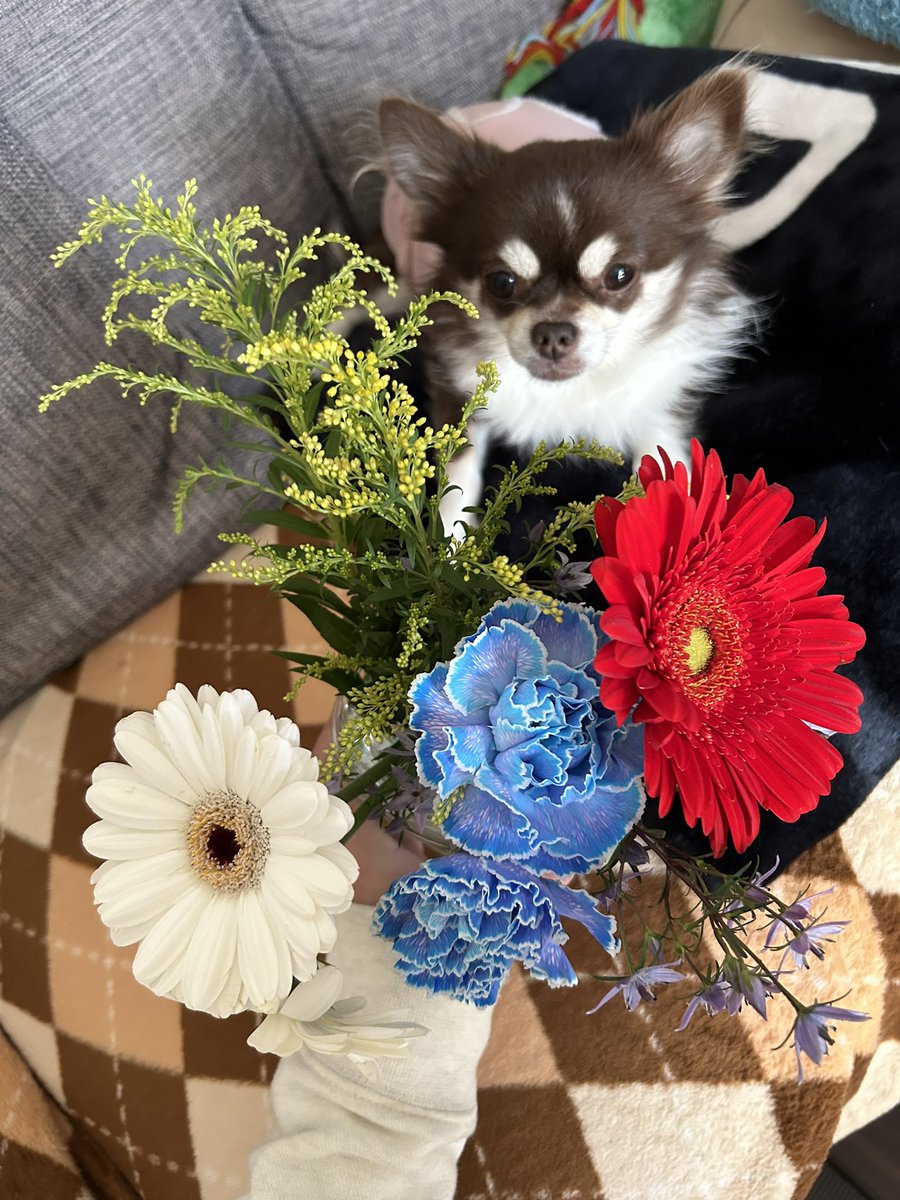 _m20170131k_'s tweet photo. 昨日夫ちゃんが頂いたお花💐
うちには花瓶がないのでペットボトルを切って花瓶にしました😅
チョコちゃんもクンクン興味津々です🐶
ありがとうございました☺🙏 https://t.co/ASne6RefYH