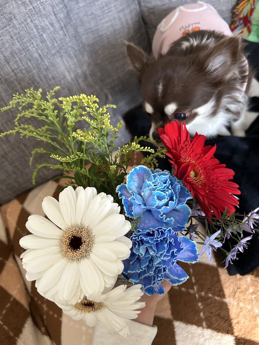 _m20170131k_'s tweet photo. 昨日夫ちゃんが頂いたお花💐
うちには花瓶がないのでペットボトルを切って花瓶にしました😅
チョコちゃんもクンクン興味津々です🐶
ありがとうございました☺🙏 https://t.co/ASne6RefYH