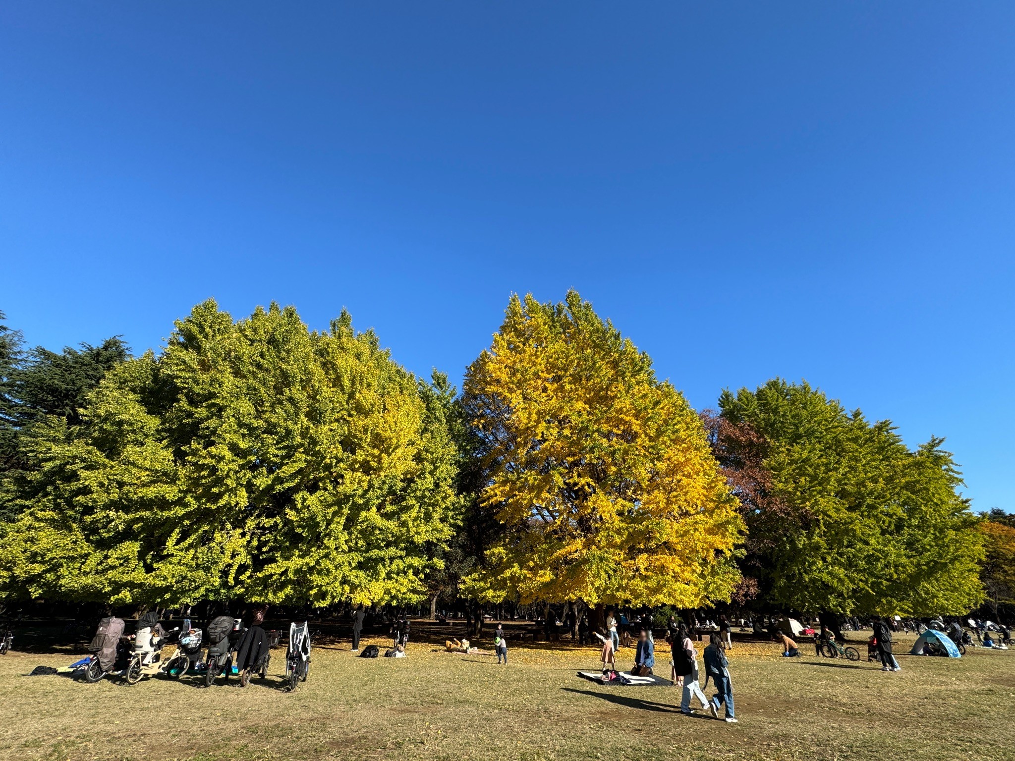 光が丘 公園 芝生 広場