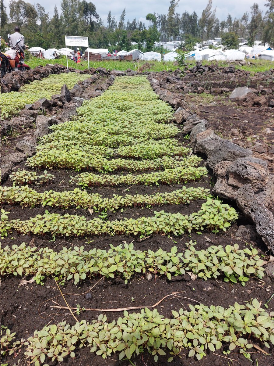 In Rusayo 2 IDP camp in North Kivu, <a href="/UNCERF/">CERF - The UN's emergency fund</a> funding to <a href="/FAO/">Food and Agriculture Organization</a> is saving lives and allowing those forced to flee violence to grow and eat nutritious food. It is what they asked for. #AAP #Impact #EmergencyAgriculture