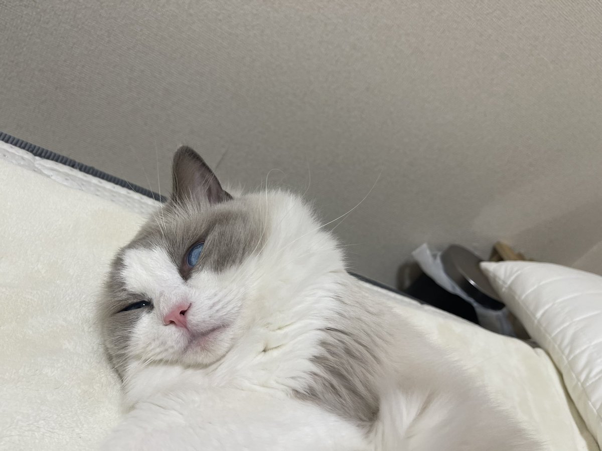 gojo0604's tweet photo. ウチの子は寝顔も勿論かわ、、、 https://t.co/HjsAH2tShq
