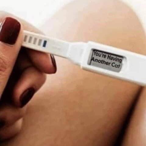 Mama keep showin efurbody dis picshor, what yuo tink it mean??? We camnot read. #CatsOfTwitter #WatHappenin #WhyLaundryRoomEmpy