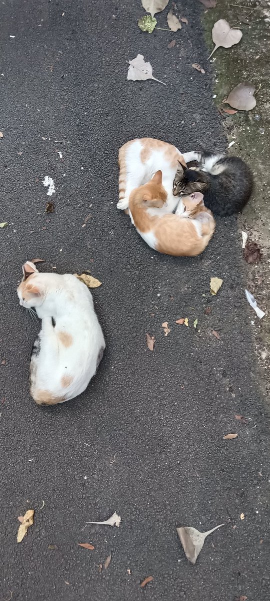 Gaya3_RR's tweet image. #Caturday