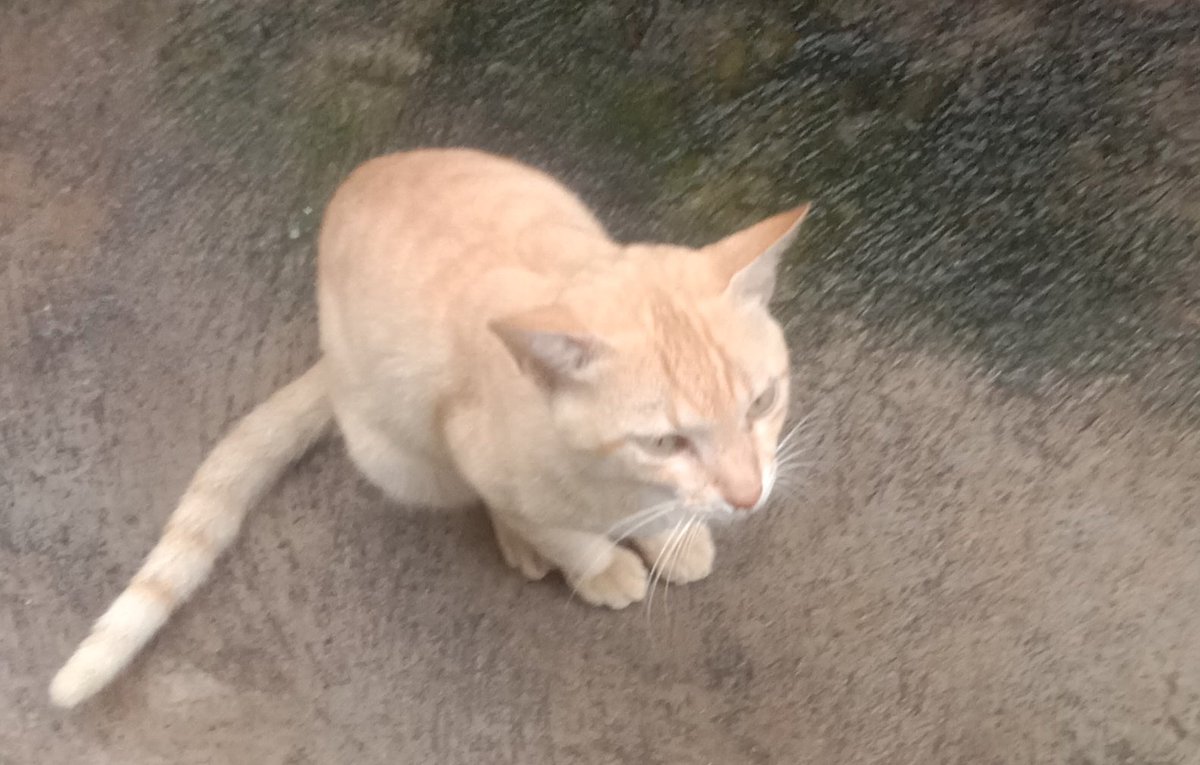 natarajanphys's tweet image. #Caturday #cattwitter