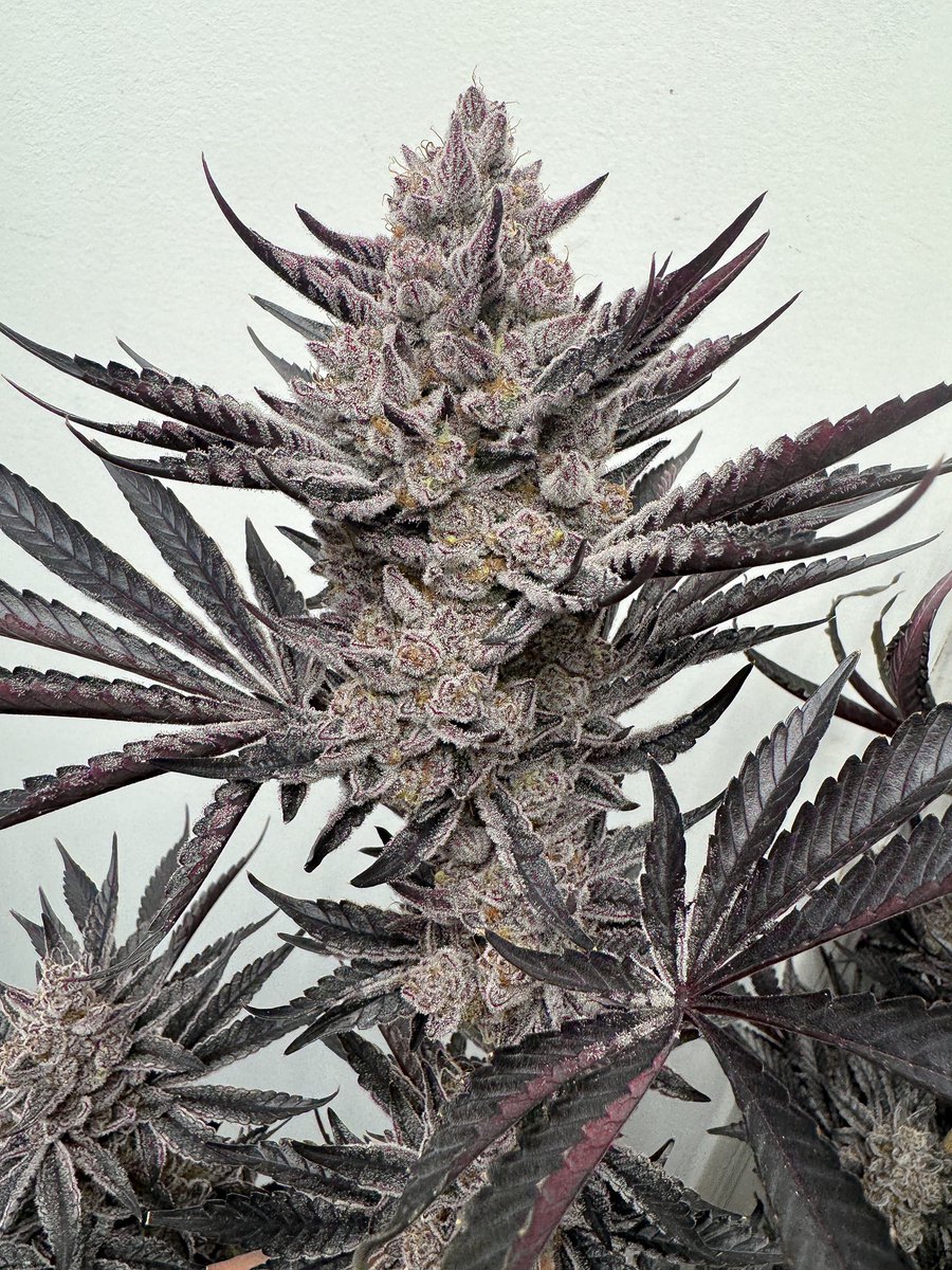 SolfireGardens's tweet photo. Bahama Berry x Miami Madness 🤤 “SolBerry” is a straight up show stopper✨
Exclusive Bonus Pack Available Black Friday Only (Tier 2)
https://t.co/n9SlWjC8bY
#RiseWithThePhoenix
#SolfireOrNoFire #SolBerry #BlackFriday #Insane #Bonus #Cannabis #Seeds https://t.co/3DRVahUs6t