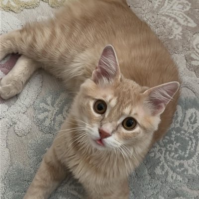 MuallaBelge's tweet photo. #YeniProfilResmi https://t.co/jwccHFumL4
