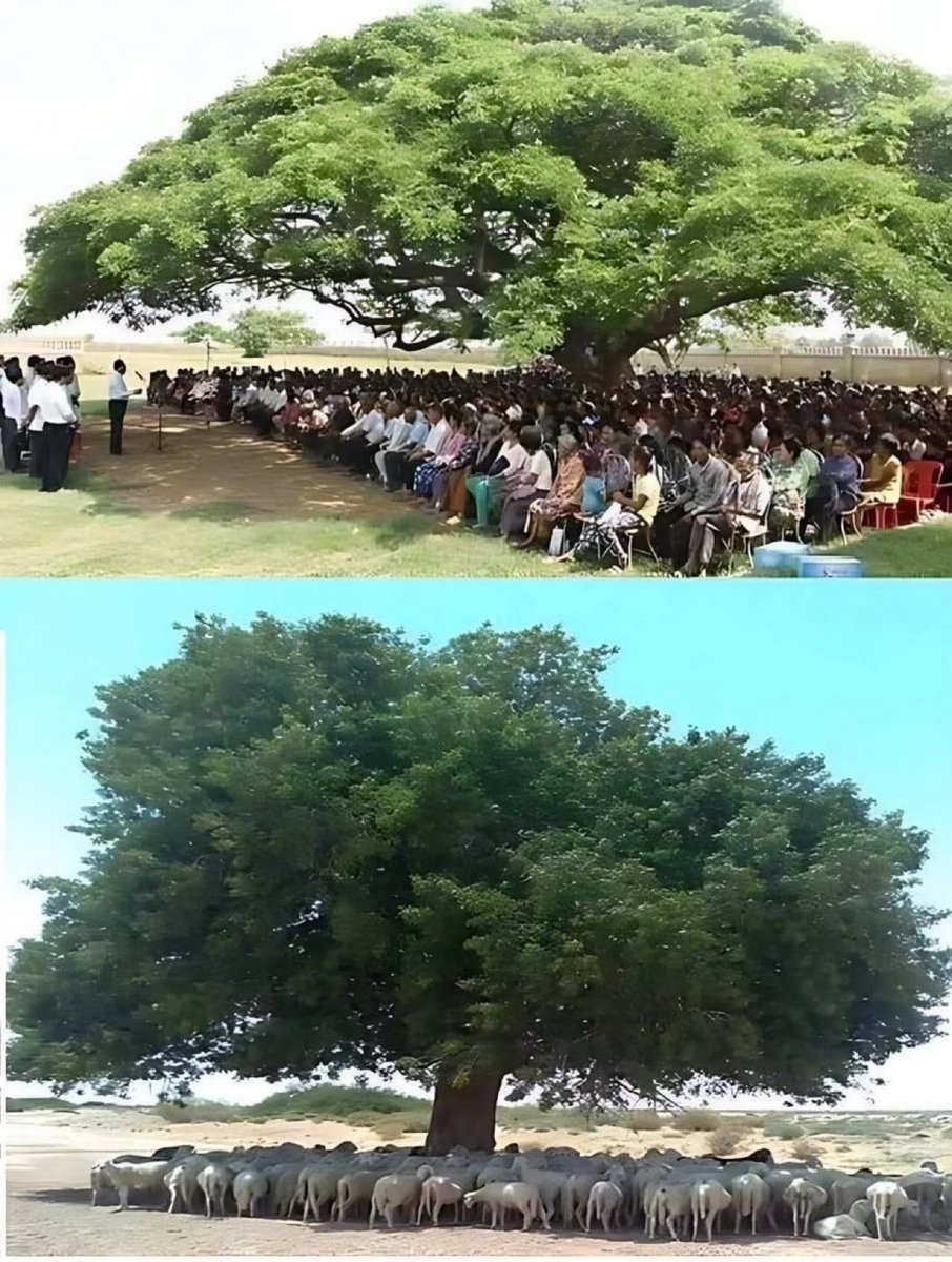 This is why people say plant trees, but nobody listens.