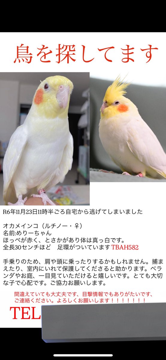 merychanlost's tweet photo. 大切な家族を探しています。
情報提供などよろしくお願いします。
どうかどうか見つかりますように
#愛知県清須市　#迷子インコ

保護しているなどありましたら西枇杷島警察署までご連絡よろしくお願い致します https://t.co/P5l1vXv9v6