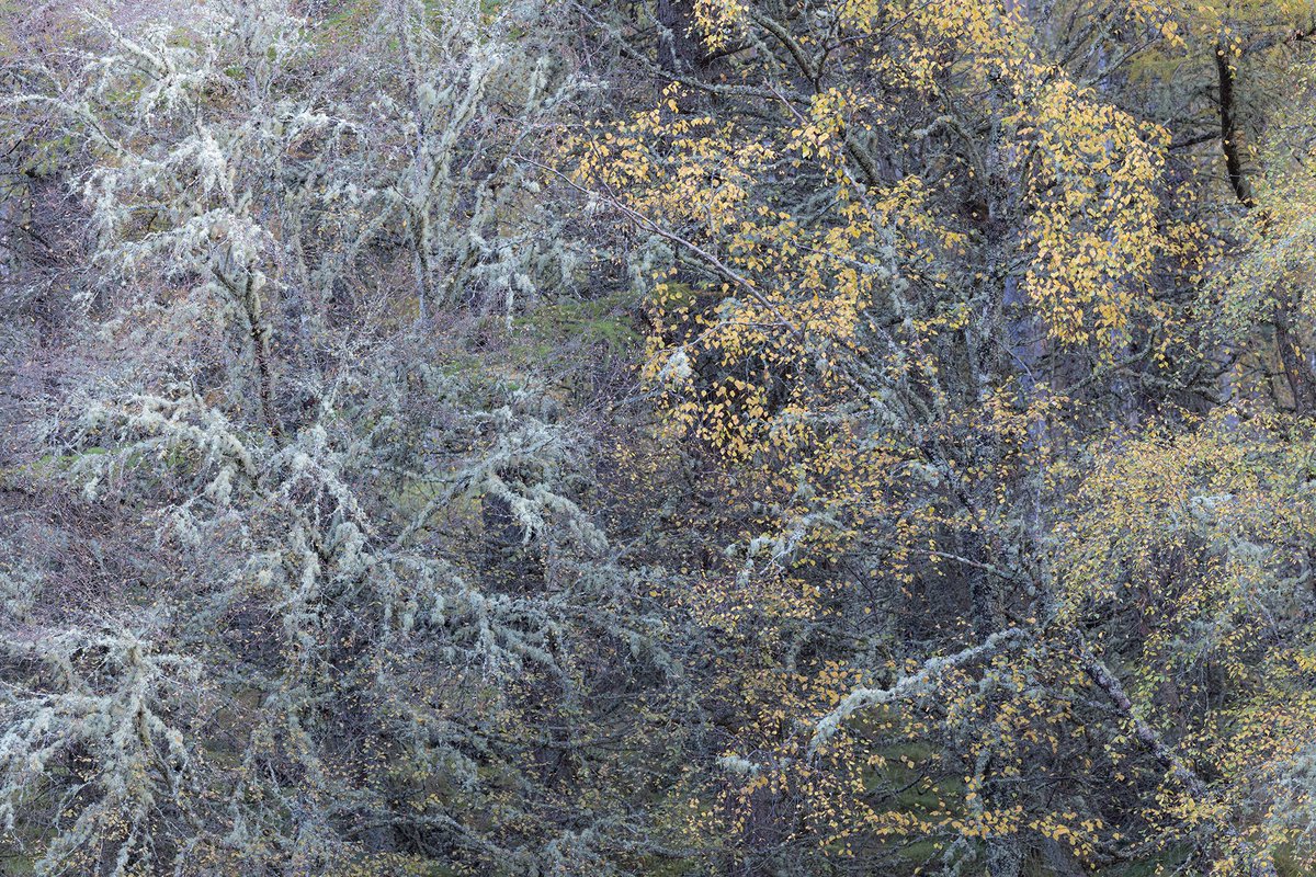 Half and Half

I was drawn to the 50/50 split in this scene, with the silvery mosses on the left, and the golden leaves on the right. 

#Scotland #autumn #landscapephotography