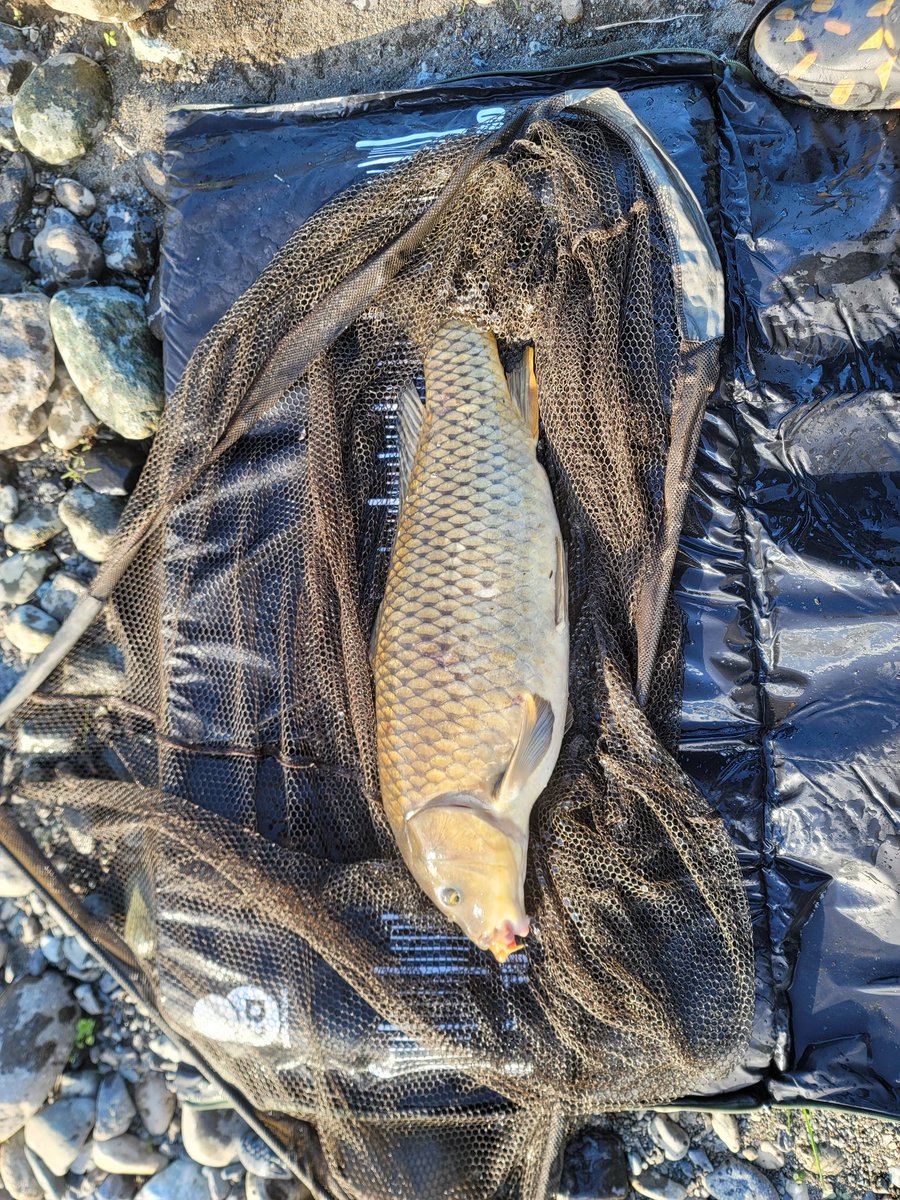 １ヶ月ぶり釣り&amp;釣果🎵🎵🎵
#鯉釣り