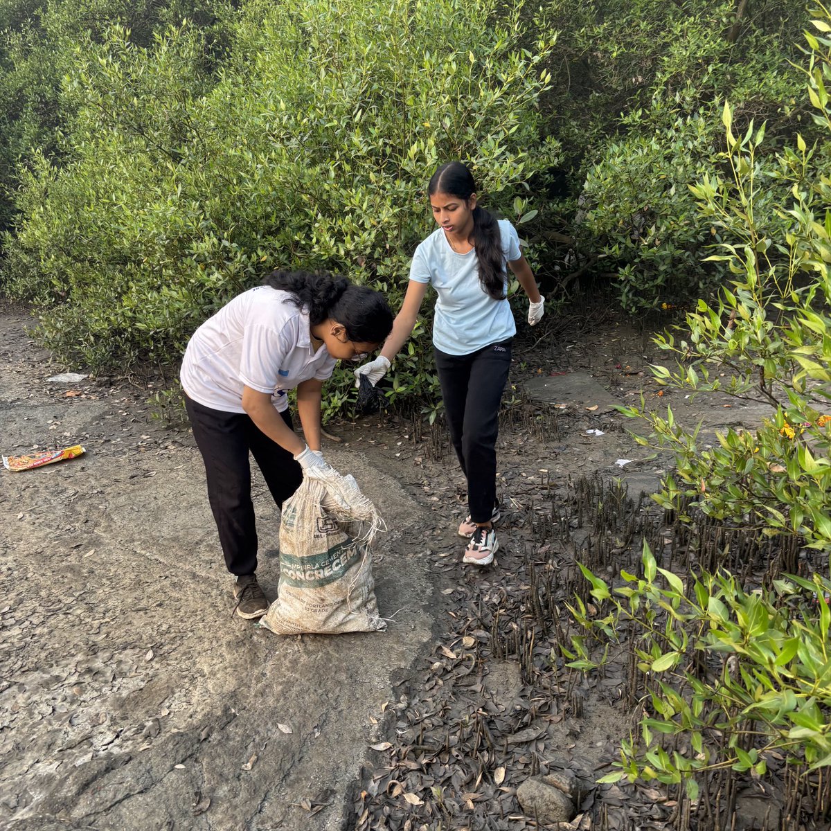 dharmeshbarai's tweet photo. Week 223 #MangrovesCleanup Drive
Coastal conservation is essential now more than ever.
These plants are rare and vital, and we must protect them for future generations through collective action.

We cannot combat climate change without working together. 
#climate
#Election2024 https://t.co/bTL47VGlEZ