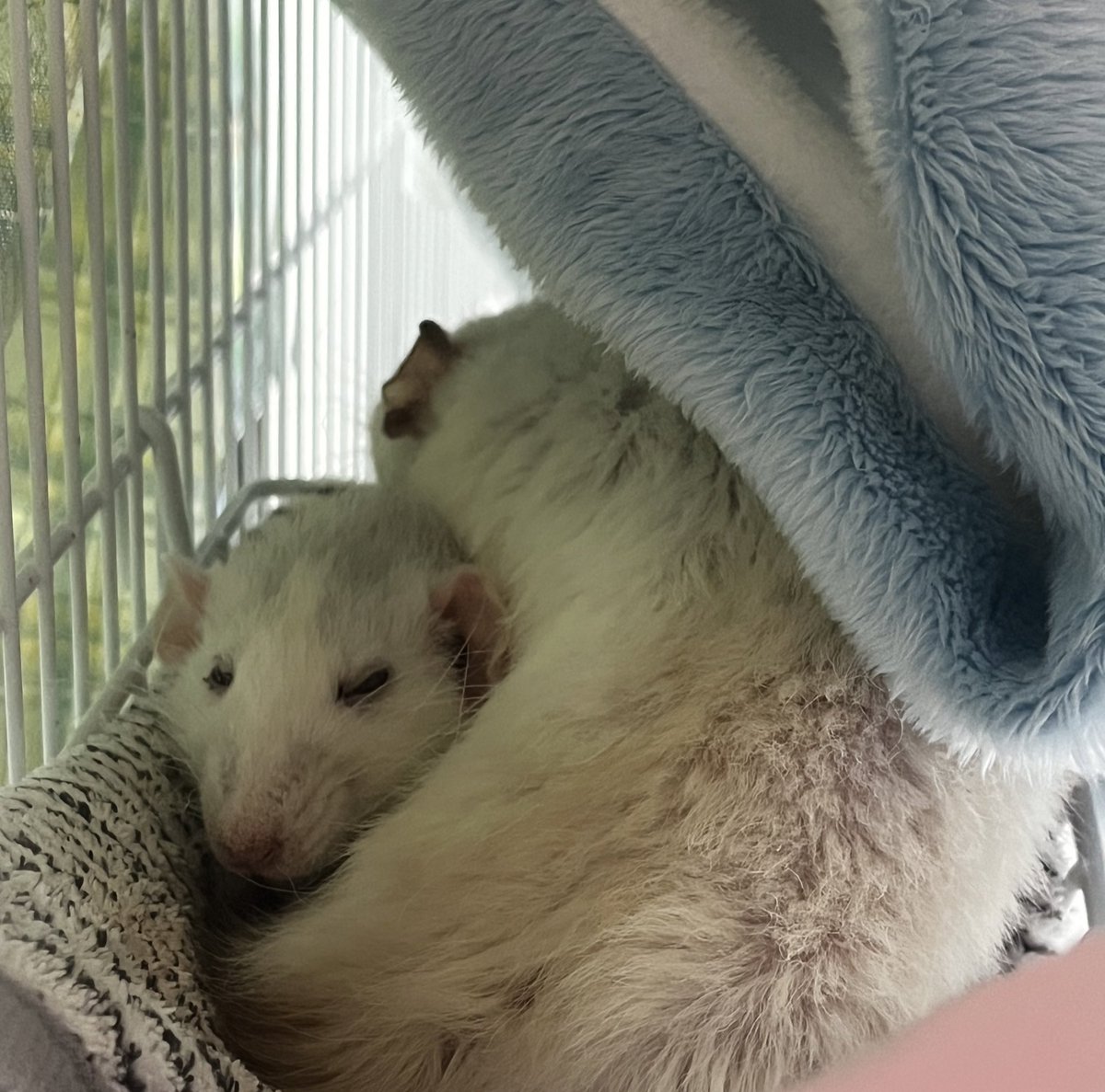 쥐는 앞모습과 자는 모습이 정말정말 귀여워요
그냥 너무 귀여워서 보여드리고싶었어요…