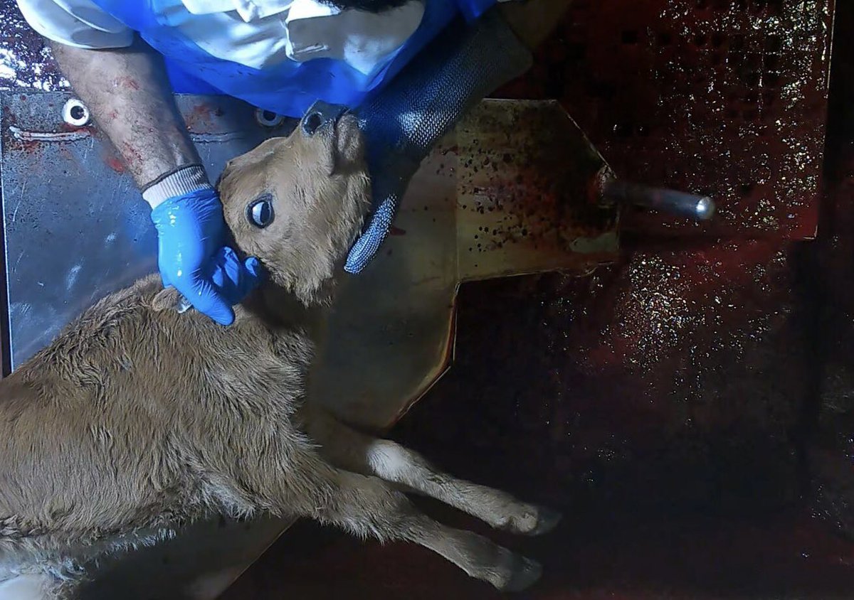 Son_of_Space's tweet photo. 🧵1/6
We have been conned into viewing gratuitous violence as an inalterable way of life rather than the needless choice it is. 
We spend our childhood being taught to suppress our innate empathy for fellow animals &amp; indoctrinated into the arrogant belief that humans are . . . https://t.co/KiuIIbnU8q