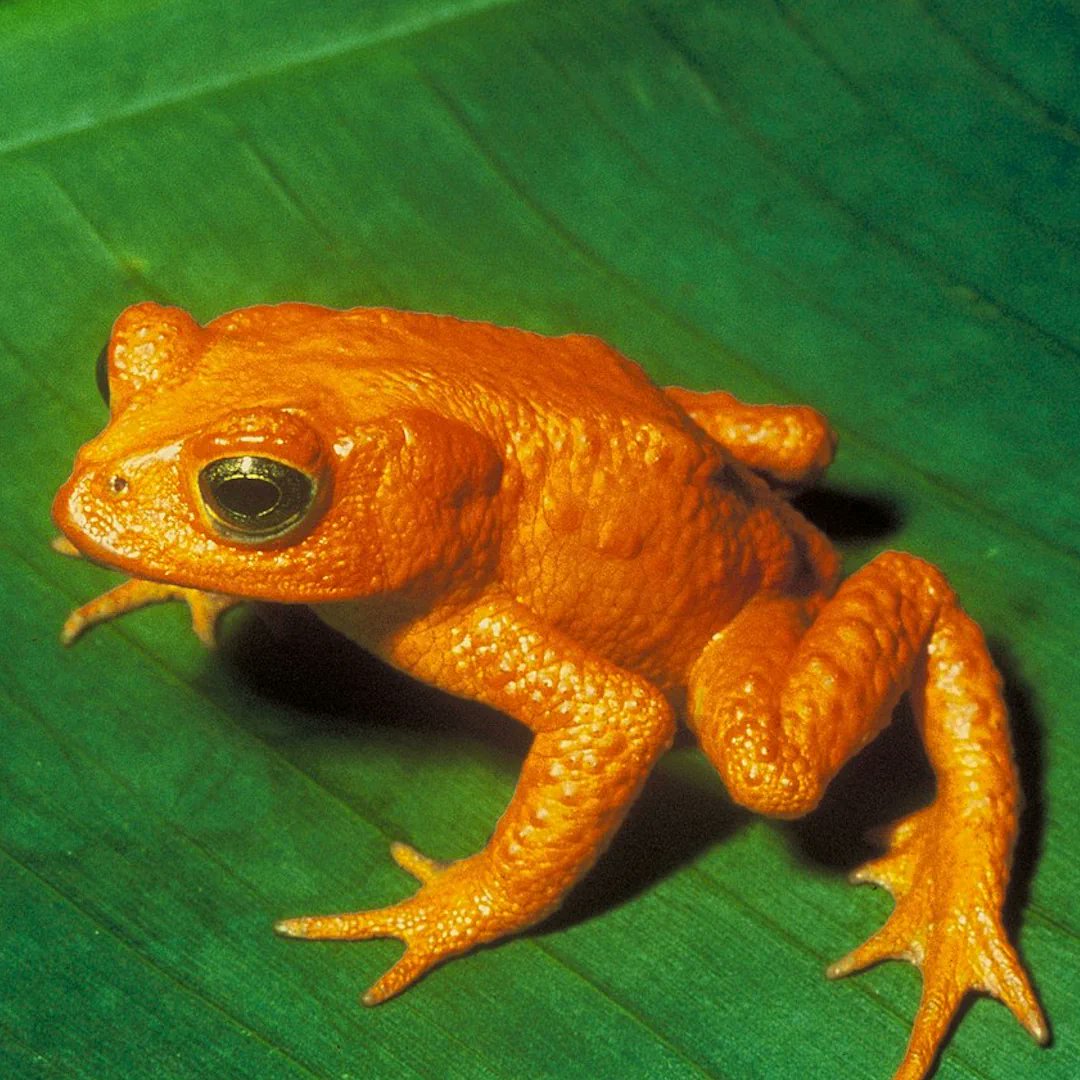Die leuchtend orange #Goldkröte 🐸✨, einst ein Symbol für die #Artenvielfalt Costa Ricas, verschwand 1989 – wahrscheinlich durch die Folgen von #Klimawandel 🌍 und dem tödlichen Chytridpilz💔
#Artensterben #GoldenToad #InciliusPeriglenes #ExtinctSpecies
artensterben.de/goldkroete/