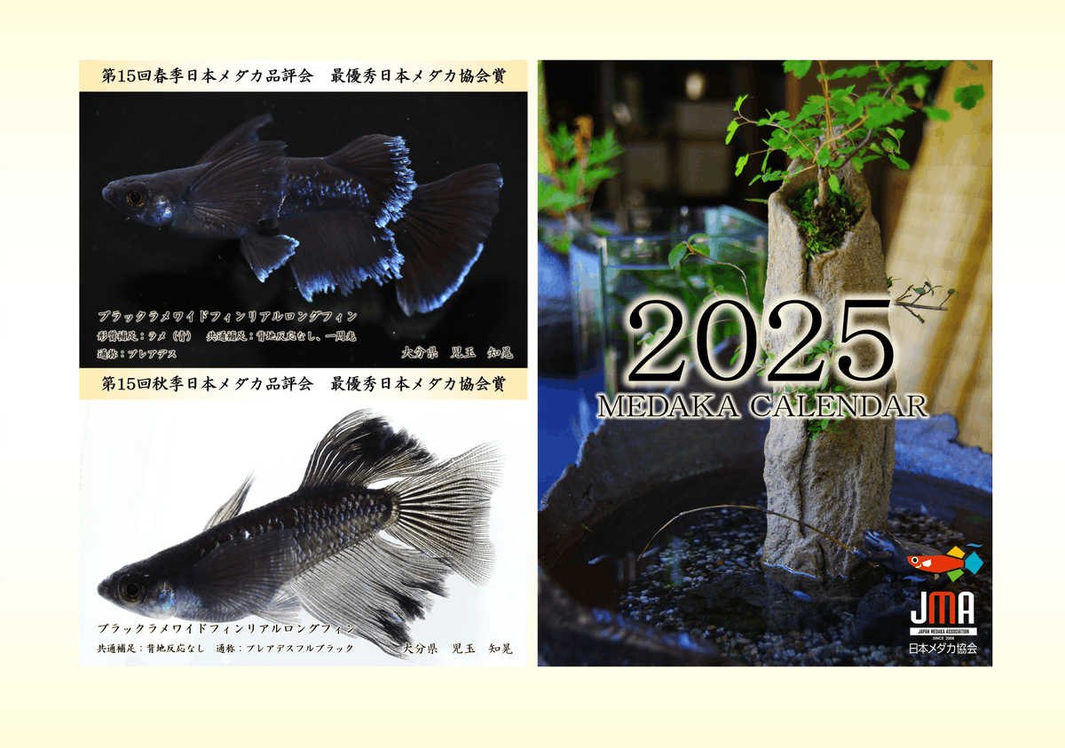 MedakaJma's tweet photo. 最新版！メダカカレンダー2025の販売を開始しました！
700円、送料無料で数量限定販売です！

日本メダカ品評会で受賞したメダカが、美しく写真に収められていおり、とても見応えもあるカレンダーです！

▼お求めはこちら▼
https://t.co/XvBAkfs8Ak

#日本メダカ協会 https://t.co/htDeJwMMUc
