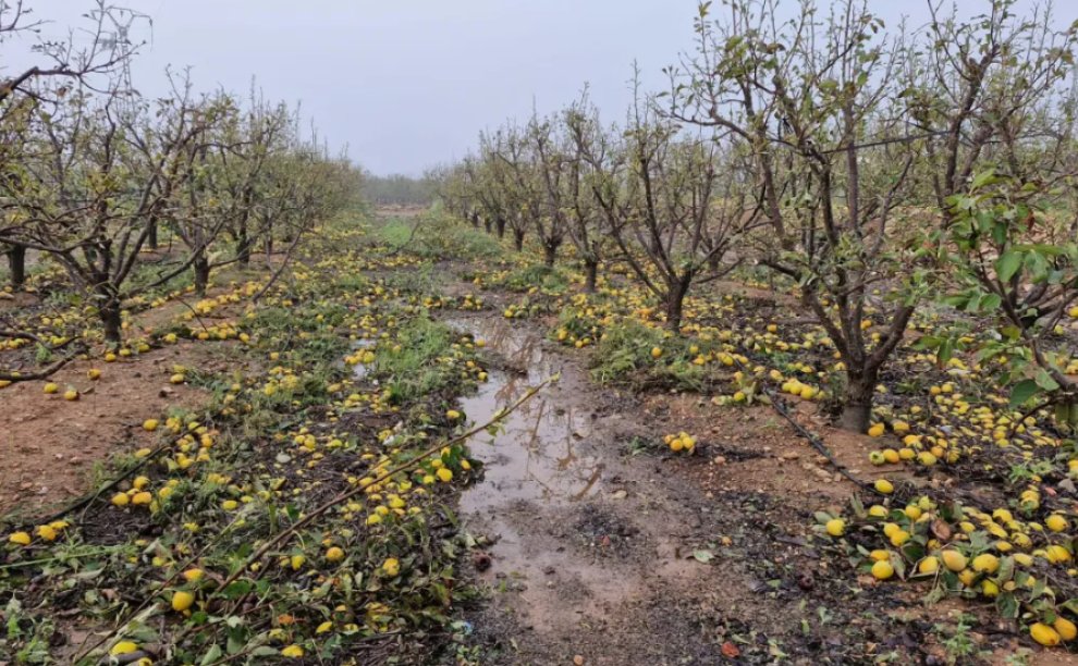 #ValenciaNoSeOlvida La #riada se ha llevado vidas, casas, coches, negocios y campos. Los cultivos más afectados, cítricos, caquis, uva y hortalizas en #Valencia 20.000 hectáreas y más de 2.900 animales muertos en granjas en L'Horta Sud, Ribera Alta, Ribera Baixa, Hoya de Buñol y