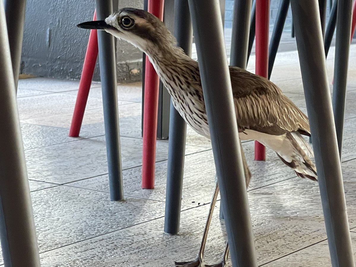 Having a beer on Magnetic island, QLD, and who should join us? A stone-curlew. How cool.
