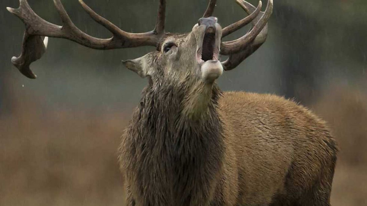 Esta semana hemos notado una notable revitalización de los ya de por sí clásicos ‘documentales de La2’. Recuerda que los tienes siempre disponibles en <a href="/rtveplay/">RTVE Play</a> y <a href="/ArchivoRTVE/">Archivo RTVE</a> 👉 rtve.es/play/coleccion… #FelizDomingo #BuenosDías #24Noviembre