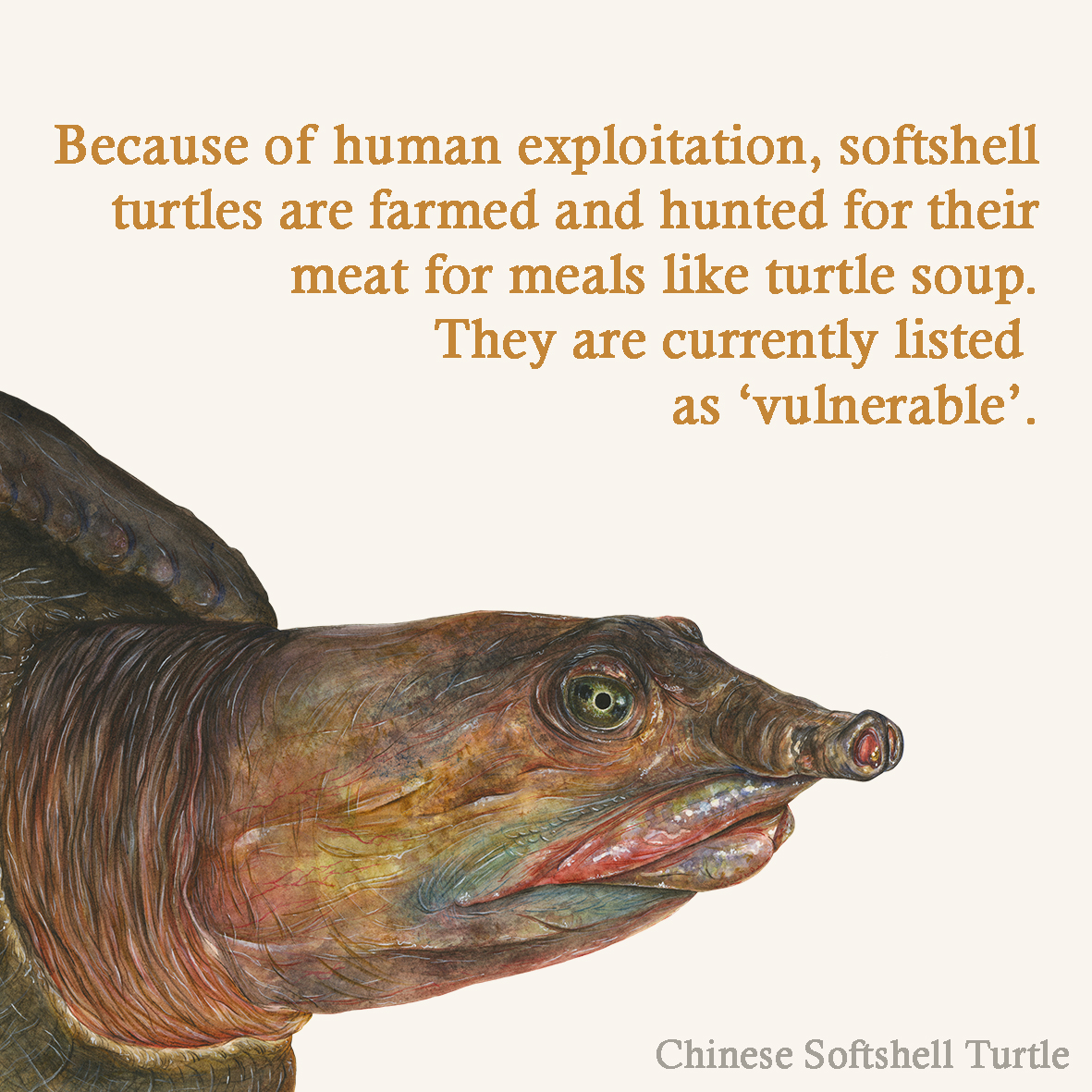 SamiBayly's tweet photo. More stories from the 'unloved' creatures of the world 🐢❤️
#animals #nature #environment #animalart #art #scientificillustration #watercolour #painting #illustration #sawfish #largetoothsawfish #helmetedhornbill #ibis #binchicken #softshellturtle #uglyanimals https://t.co/auwRdWWP88