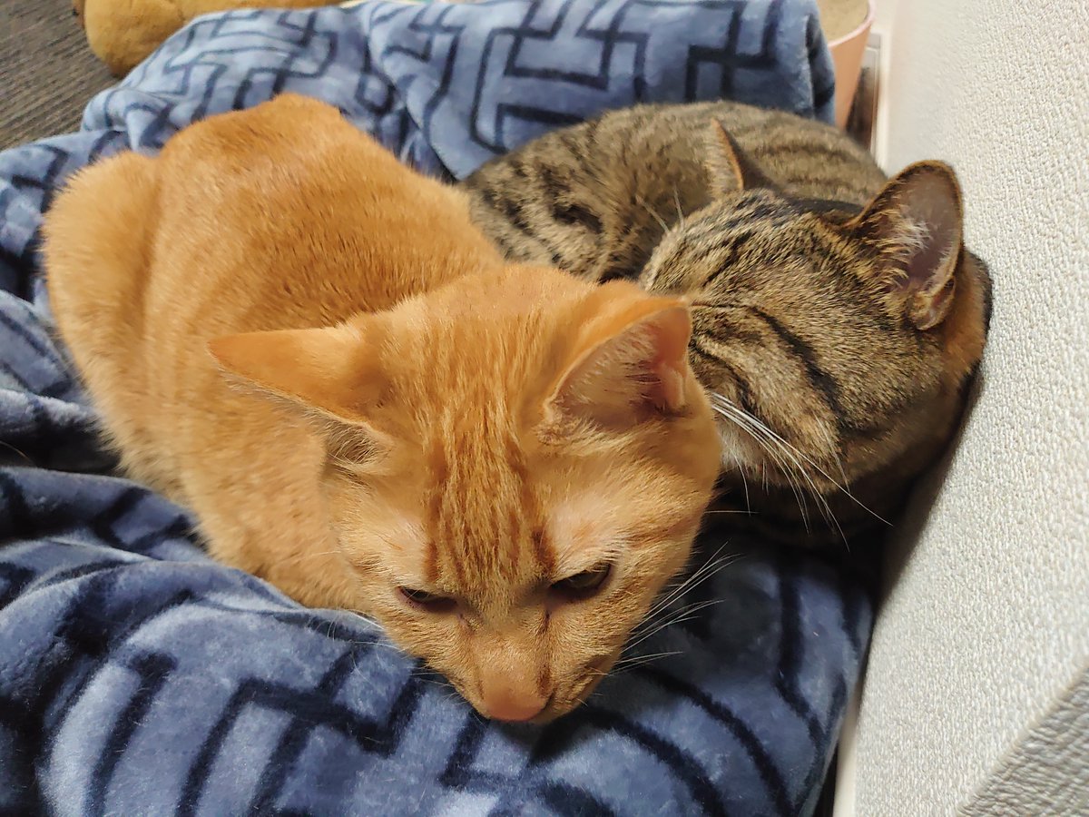 もっふるにゃんず

#猫 #ねこ #ネコ #キジトラ #茶トラ #猫のいる暮らし #猫の居る暮らし #猫好きさんと繋がりたい