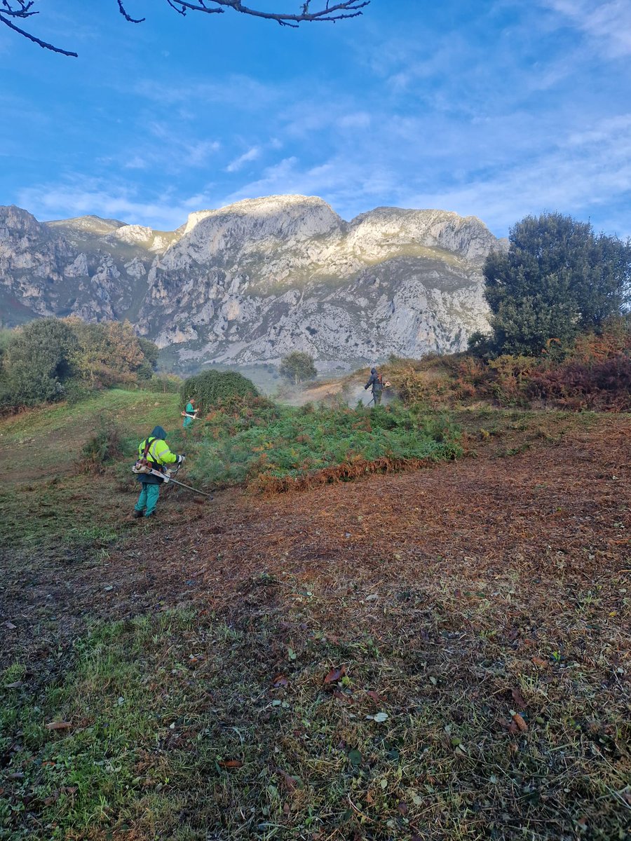 StepsforLIFE2's tweet photo. El desbroce en el habario de Pendes, realizado por la asociación Ampros 🌿, es clave para preservar el equilibrio del ecosistema. Este trabajo favorece la regeneración de especies autóctonas y protege la biodiversidad. ¡Gracias por cuidar nuestro entorno! #Biodiversidad #Ampros https://t.co/IMvp217EHT