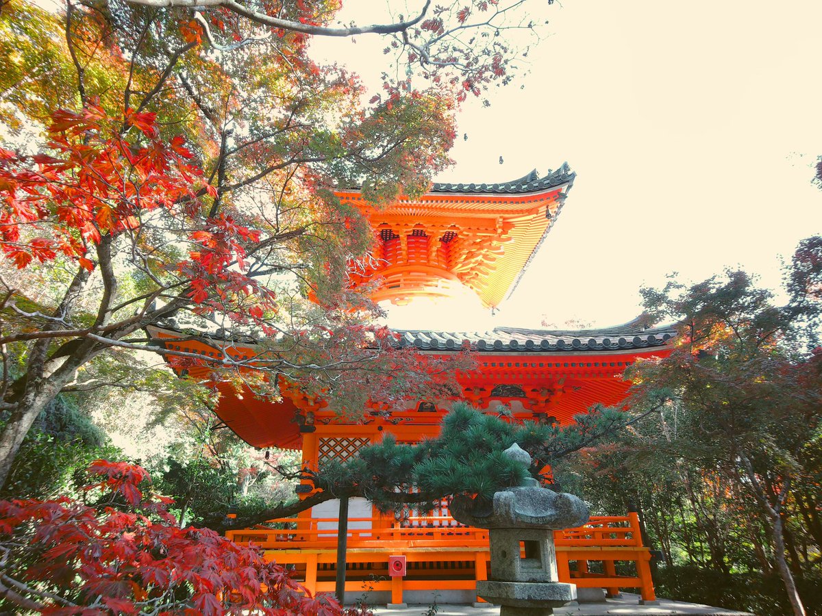 makapapershoot's tweet photo. 今日は三瀧寺の紅葉見に行ってきた〜！
すごく落ち着ける場所だった☺️

#papershoot
#ペーパーシュート
#広島カメラ
#papershoot広島
#写真好きな人と繋がりたい
#三瀧寺
#広島
#紅葉狩り
#もみじ
#広島市
#Hiroshima https://t.co/gJqEZ3yWsT