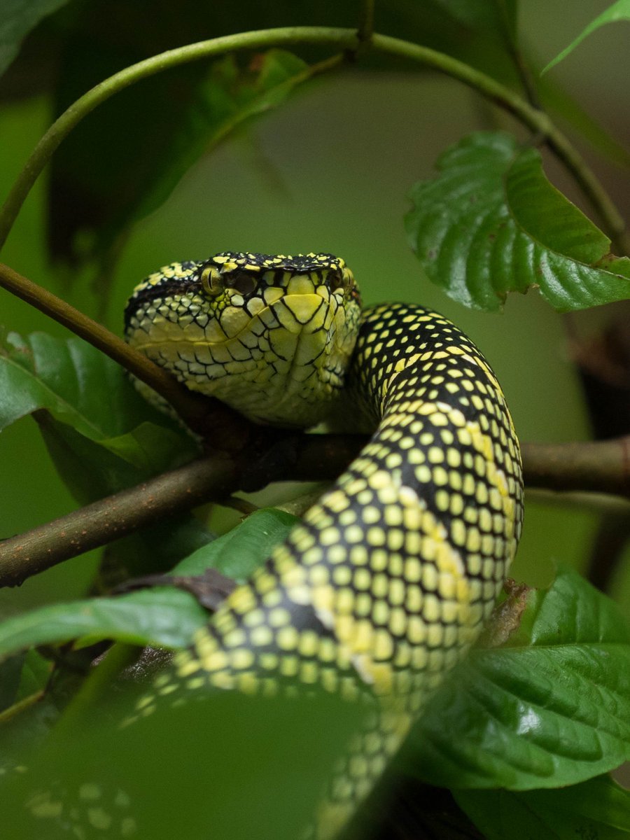 It’s slithery Sunday! 
You never know what you’re going to find when you walk the trails in Sungai Yu but we’re happy to know that your presence helps to protect the amazing flora+fauna there seen or unseen. Join us on the last walk of 2024, 14-15 December. Details at link in bio