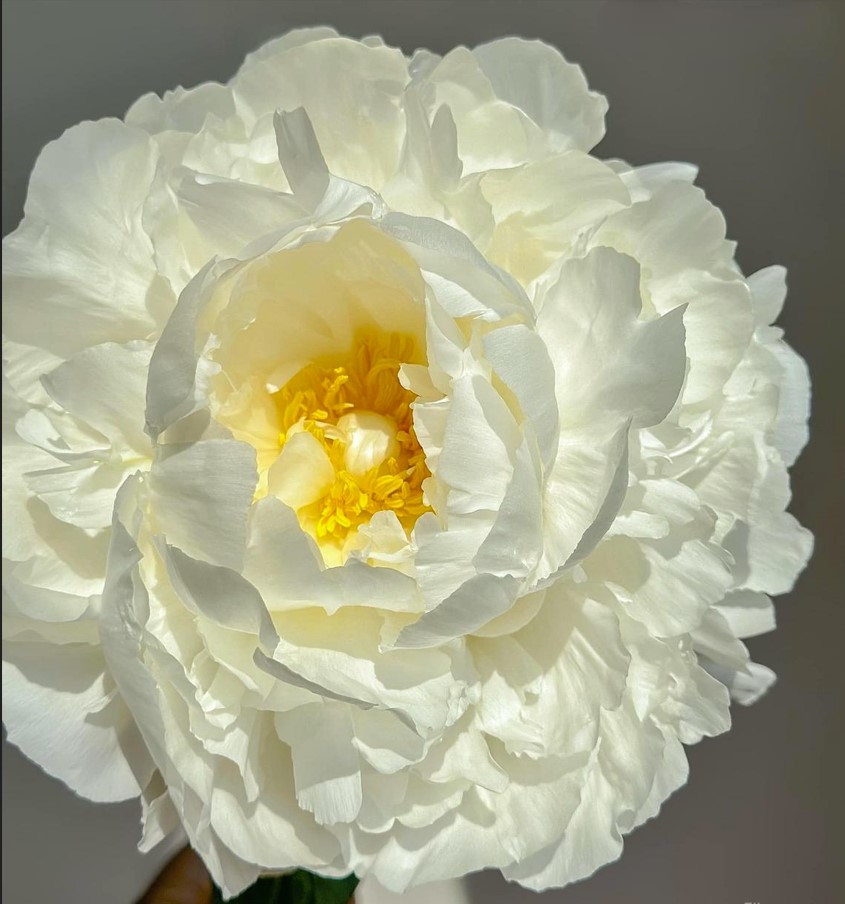 Azusa__Nagasawa's tweet photo. "A white peony is a gentle reminder that true beauty lies in simplicity."
๐ธโจ Embrace the elegance in simplicity, where beauty thrives in the quiet moments. ๐ฟ
#TrueBeauty #Simplicity #WhitePeony #NatureInspiration #ElegantSimplicity #FloralWisdom ๐ผ๐ฟ https://t.co/RAtqiBJFFo