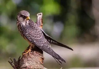 supriyasahuias's tweet photo. In an awe-inspiring feat, Chiuluan2,one of the two satellite-tagged Amur Falcons named after a village in Manipur's Tamenglong district has reached its first stopover site in Somalia in five days and 17 hours after flying non-stop and crossing the Arabian Sea. This incredible migration, part of a study by the Manipur Forest Department, Wildlife Institute of India (WII), and local communities, sheds light on the challenges and routes of these long-distance travelers.
Amur Falcons, known for their epic journeys from Southeast Russia and China to Africa, demonstrate unmatched stamina and navigation, including non-stop flights over the Arabian Sea. Incredible ! 
#amurfalcon #Birdmigration #migratorybirds #wildlife @wii_india @tnforestdept source https://t.co/BWBbPnrgVR