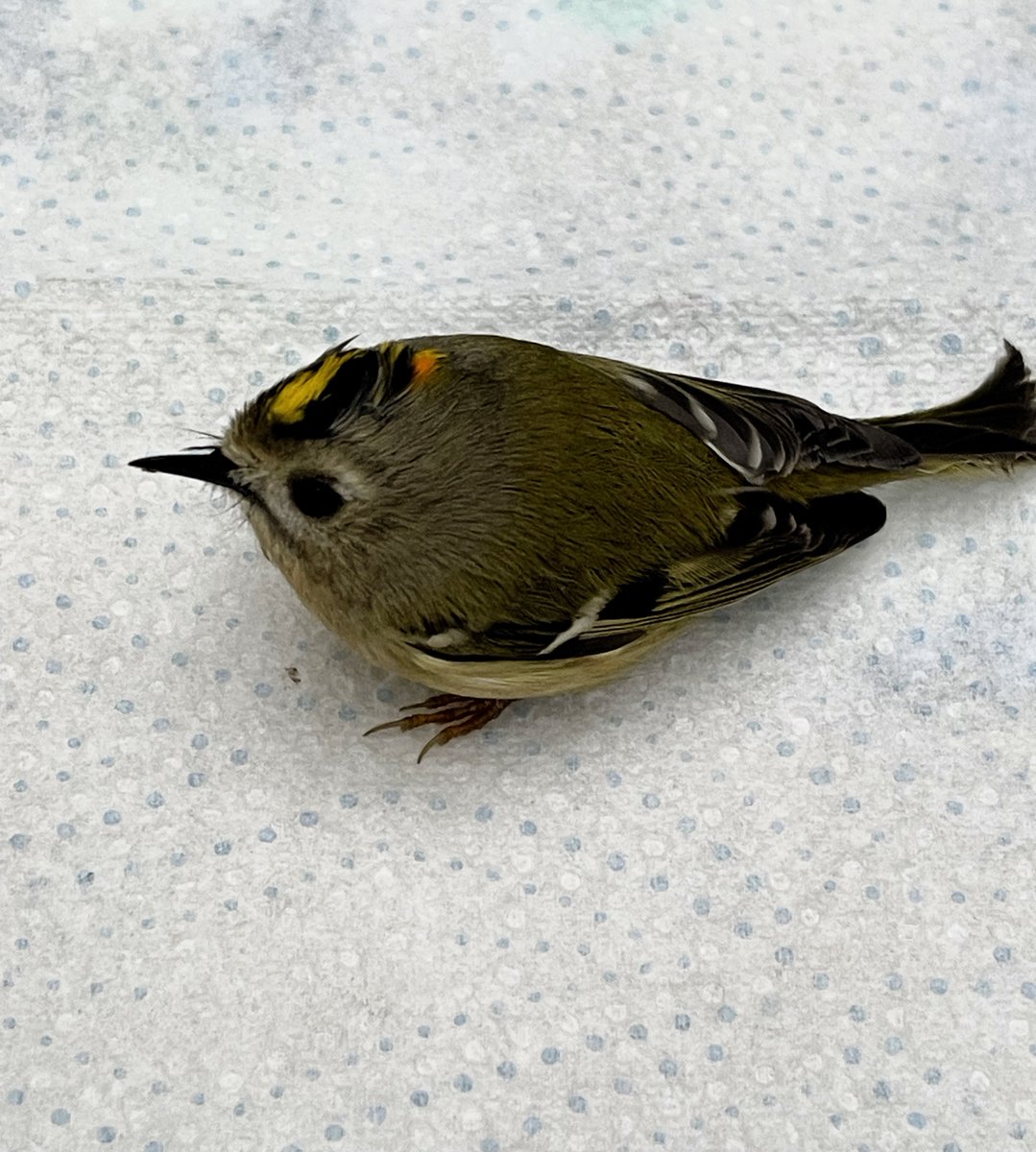 canondale01's tweet photo. Nunca había tenido en mis manos un pájaro tan pequeño.Un ligero golpecito,por el rabillo del ojo vi caer algo contra la ventana:un reyezuelo (Regulus regulus), el pájaro más pequeño de Europa.Creo que macho,con la cresta naranja. 
Después de 5 minutos en una caja voló hacia el tilo