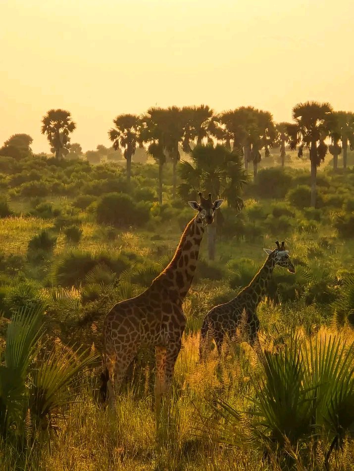 corners1197's tweet photo. Uganda and Rwanda are undoubtedly gifted when it comes to flora and fauna.
With our experienced driver guides, you get to enjoy every bit of these beautiful countries
https://t.co/liGvqF0tA4
#travelwithcorners #destinationuganda #destinationrwanda #magicalmoments #akagera #murchisonfalls #lakemburo #travelphotography #adventure #Africansafari #viral #RwandaUgandacombined #luxurytravel2025