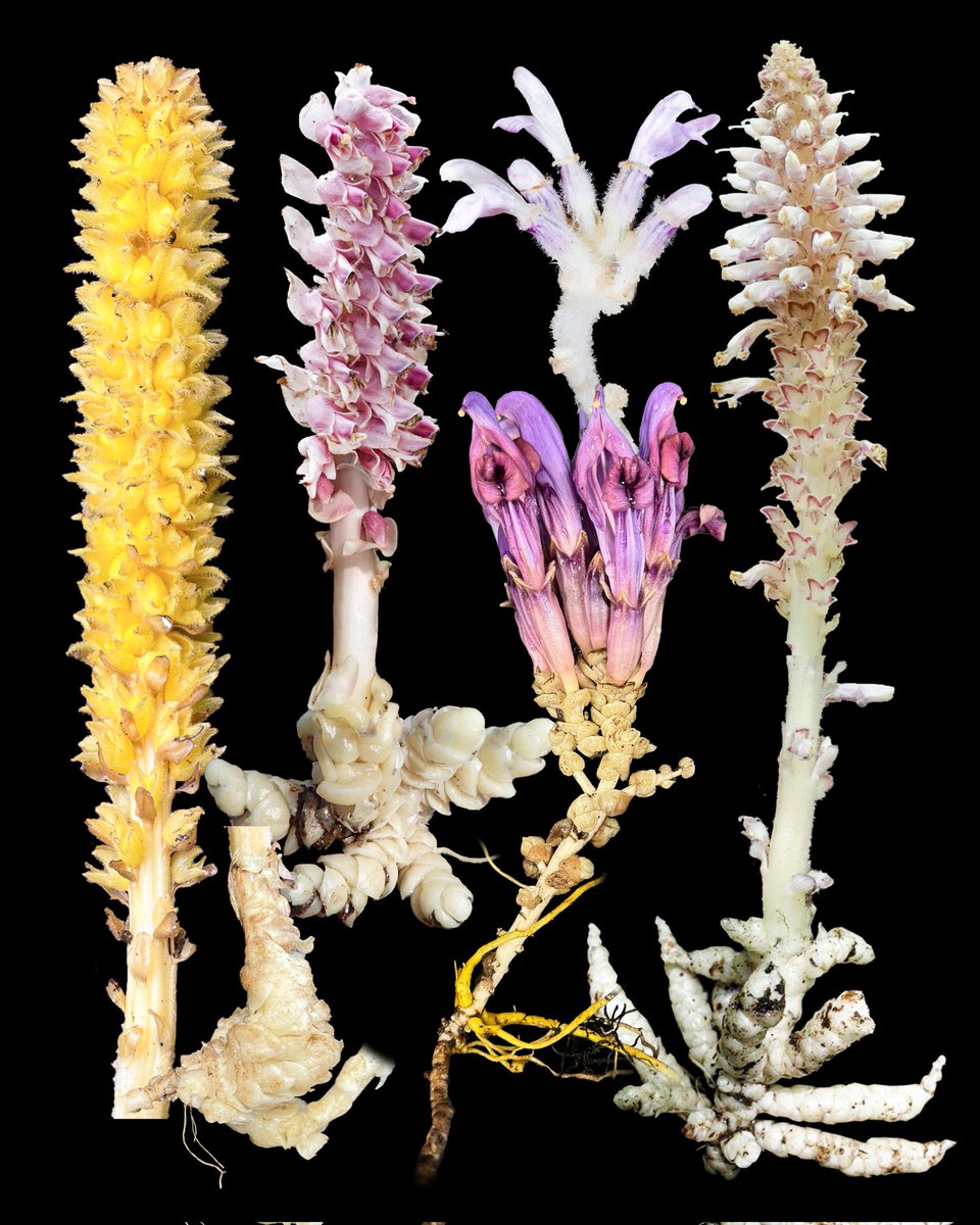 Chris Thorogood tweet media