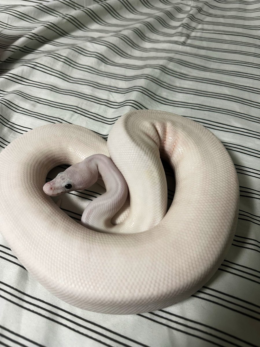 はーと

 #ボールパイソン