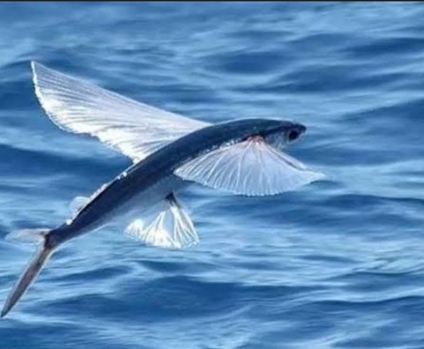 Barbados is known as "the land of the flying fish", and the fish is a national symbol of the country.