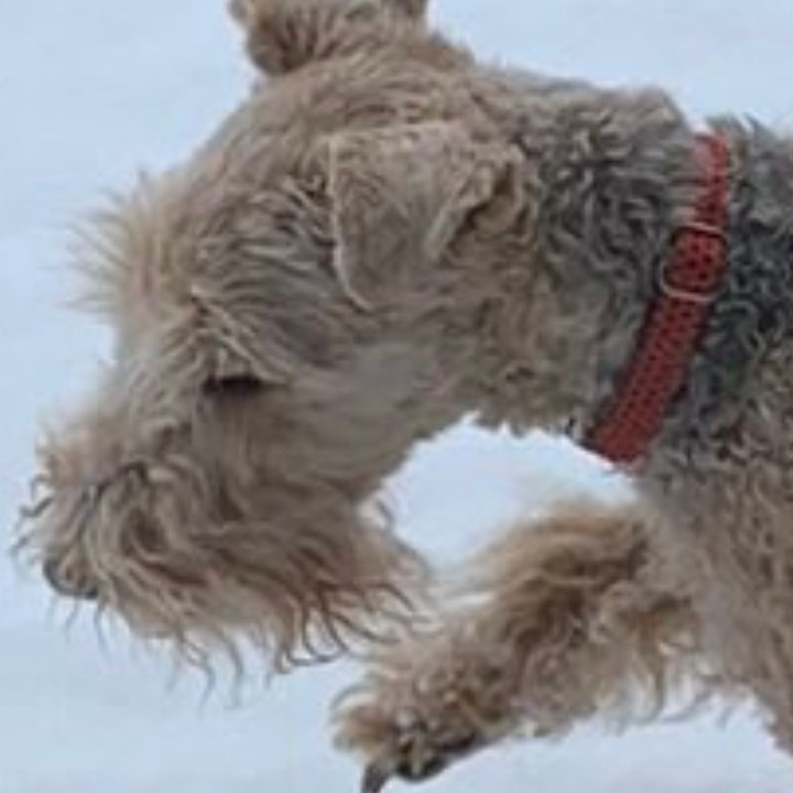 ZadenZane's tweet photo. ๐โ๏ธ๐ๅฏใในใฟใณใชใผๆฅๆๆฅ๐โ๏ธ๐
Looking stern in the snow on a wintry #StanleySunday!
Brrrr! On a day like this you need a #FuzzyBuzzle just to keep you warm!! https://t.co/8rB7zDxAJQ